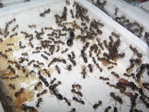 Messor structor (муравей-жнец) (матка+50-100 рабочих)(2022год)