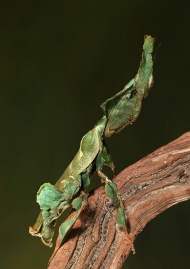 Phyllocrania paradoxa (малыш L3)