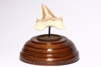Зуб акулы Otodus obliquus (44 мм) на подставке . Коллекционный!