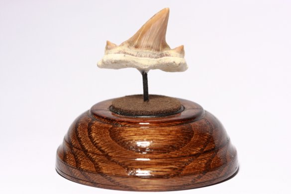 Зуб акулы Otodus obliquus (44 мм) на подставке . Коллекционный!