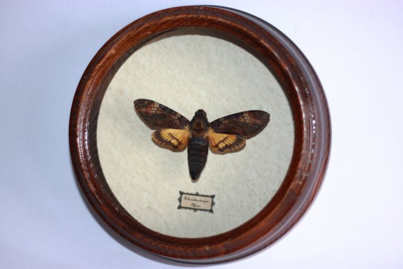 Бабочка - Мертвая голова (Acherontia atropos). Африка. d - 170 мм