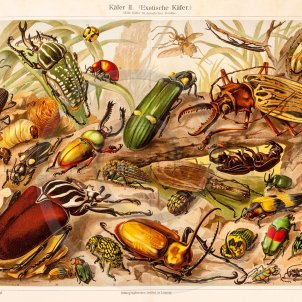 Новый раздел "Засушенные коллекционные насекомые"