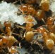 Lasius flavus (матка+5-10рабочих+личинки+яйца. 2017 г. После зимовки!