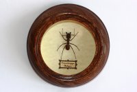Гигантский муравей - Camponotus gigas