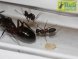 Camponotus ligniperda (матка+яйца+личинки+до5рабочих),2020год