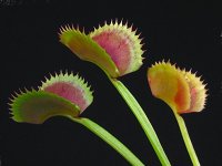Dionaea muscipula (Dentate Traps Mix) (Венерина мухоловка) семена - 15 шт.