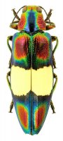 Chrysochroa toulgoeti (Malaysia) (упаков.)