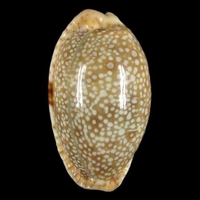 Erosaria erosa (Ципрея эросария эроса)