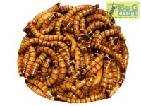 Зофобас - большой мучной червь (Zophobas morio) 150 шт.