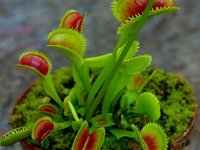 Dionaea muscipula (Sawtooth Traps Mix) (Венерина мухоловка) семена - 15 шт.
