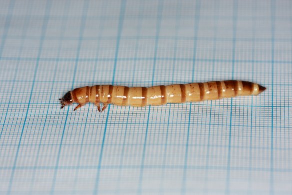 Зофобас - большой мучной червь (Zophobas morio) 150 шт.
