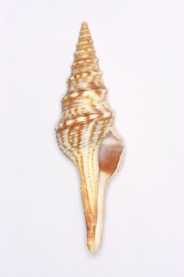 Lophiotoma indica (Лофиотома индика)