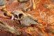 Череп быка ExoTerra Buffalo Skull (макет)