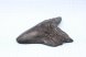 Целый зуб акулы Мегалодон, 153 мм, Коллекционный!