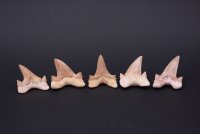 Зуб древней акулы Otodus obliquus №1
